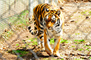 2014-04-13-afl-16