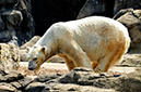 2014-04-13-afl-37