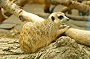 2014-04-13-afl-48