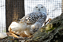 2014-04-13-afl-45