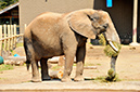 2014-04-13-afl-34