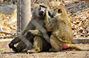 2014-04-13-afl-31
