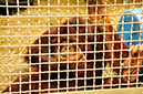 2014-04-13-afl-46