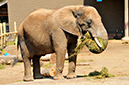 2014-04-13-afl-33