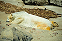 2014-04-13-afl-38